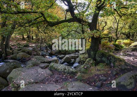 Padley Gorge, Peak District National Park, Derbyshire Stockfoto