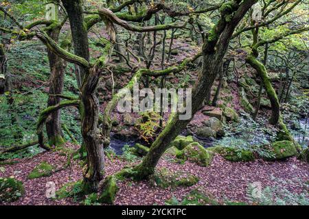 Padley Gorge, Peak District National Park, Derbyshire Stockfoto