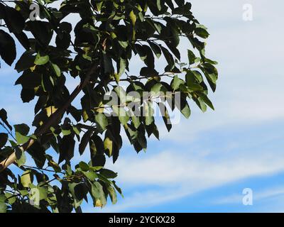 Kirschblüte (Cordia dichotoma) Plantae Stockfoto