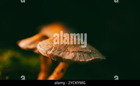 Wilde Pilze. Stockfoto