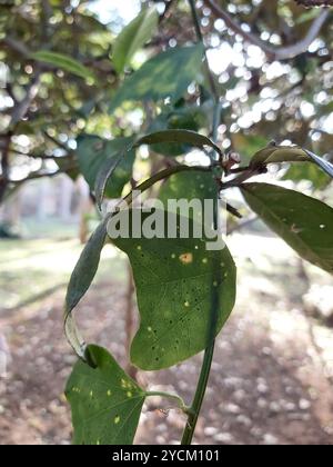 Doppelblume Passionsblume (Passiflora biflora) Plantae Stockfoto