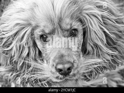 Cocker Spaniel Hund schwarz-weiß Stockfoto