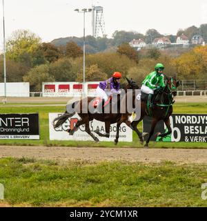 Monté-Pferderennen aus nordjütland, Dänemark Stockfoto