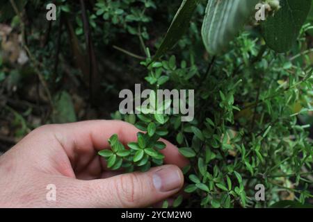 acorn peperomia (Peperomia tetraphylla) Plantae Stockfoto