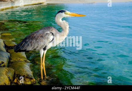 Grau-Chiron am Strand. Malediven Indischer Ozean. Stockfoto