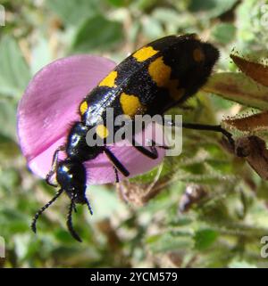 (Hycleus polymorphus) Insecta Stockfoto