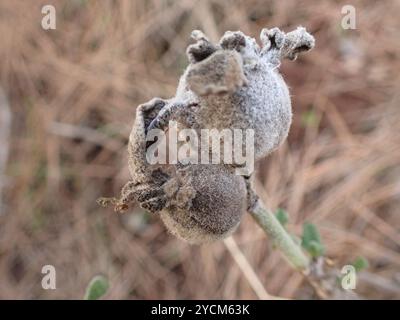 Griechischer Salbei (Salvia fruticosa) Plantae Stockfoto