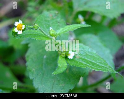 shaggy Soldat (Galinsoga quadriradiata) Plantae Stockfoto