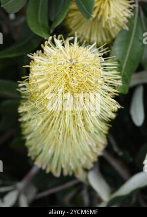 Banksia Blume Stockfoto