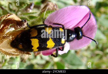 (Hycleus polymorphus) Insecta Stockfoto