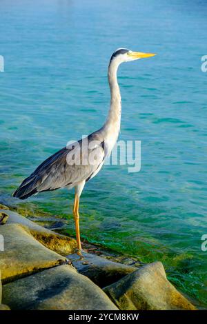 Grau-Chiron am Strand. Malediven Indischer Ozean. Stockfoto