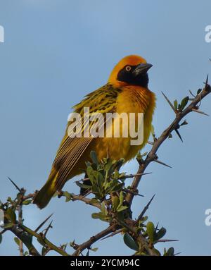 Spekes Weaver (Ploceus spekei) Aves Stockfoto