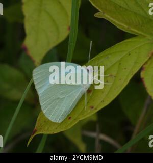 Afrikanischer Migrant (Catopsilia florella) Insecta Stockfoto