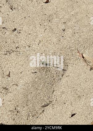 Gelb gestreifter Hunter (Austrogomphus guerini) Insecta Stockfoto