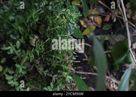 acorn peperomia (Peperomia tetraphylla) Plantae Stockfoto