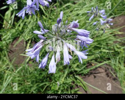 Bell Agapanthus (Agapanthus campanulatus) Plantae Stockfoto