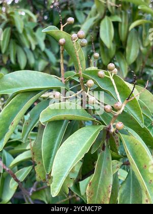 Marlberry (Ardisia escallonioides) Plantae Stockfoto