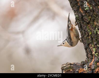 Weißbrust Nuthatch klettert kopfüber auf einem Persimmon-Baum in seiner typischen Haltung; im Winter Stockfoto