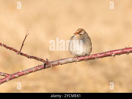 Unreifer, weißgekrönter Spatzen, der auf einem Rosenzweig aufgeschüttet war, versuchte sich an einem kalten Wintertag in der Sonne aufzuwärmen Stockfoto