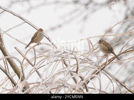 Zwei unreife, weißgekrönte Spatzen, die auf eisbedeckten Zweigen einer Weide im eiskalten Nieselregen thronen Stockfoto