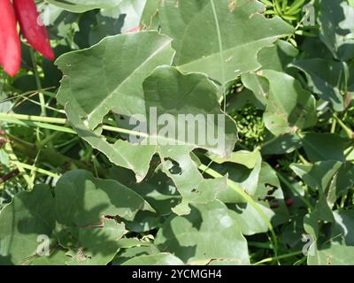 Zwergkorallenbaum (Erythrina humeana) Plantae Stockfoto