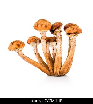 Eine Honig-Agaric Pilz Stockfoto