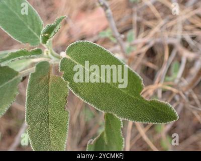 Griechischer Salbei (Salvia fruticosa) Plantae Stockfoto