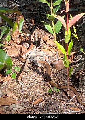 Gelbliche Whipsnake (Demansia psammophis) Reptilia Stockfoto