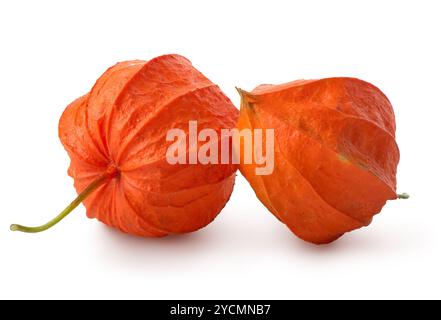 Zwei Blüten Physalis Stockfoto