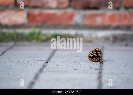 Letzte Sommertage: Gefallener Kiefernkegel auf Betonboden, herannahender Herbst Stockfoto