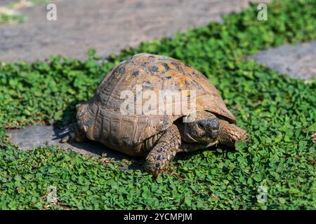 Turtle Portrait: Eine Nahaufnahme im Park Grass an einem wunderschönen sonnigen Tag Stockfoto