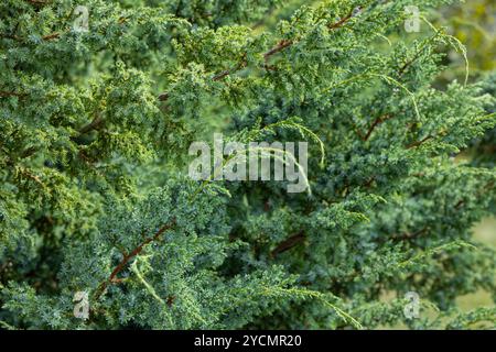 Saftig grüne wacholdersträucher in natürlicher Umgebung an einem sonnigen Tag. Konzept von immergrünen Pflanzen, Gartenlandschaften und Schönheit der Natur Stockfoto