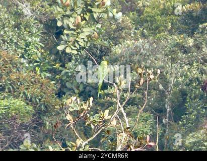 Gelbohriger Papagei (Ognorhynchus icterotis) Aves Stockfoto