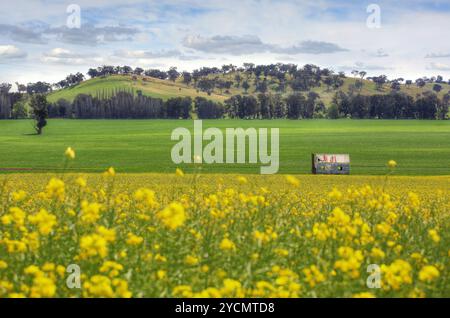 Verlassenes Bauernhaus in Rapsfeldern Stockfoto
