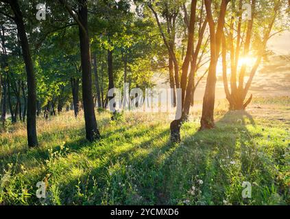 Lichtung im Wald Stockfoto
