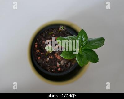 Kaffee aus Bohnen in einem Topf zu Hause. Kaffeebaum zu Hause. Junge Shootings in einem Topf von oben. Zimmerpflanzenpflege, Gartenkonzept. Stockfoto
