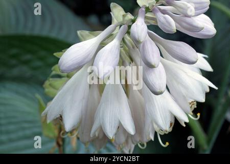 Nahaufnahme einer mehrjährigen Hosta-Pflanze "Blue Angel" in sommerlicher Blüte in einem New England-Garten Stockfoto