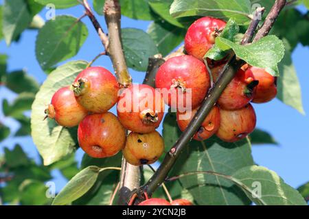 Früchte von Zierapfelsorten die reifen Früchte der Zierapfelsorte James grieve im Herbst *** Früchte von Zierapfelsorten die Reifen Früchte der Zierapfelsorte James traueve im Herbst Stockfoto