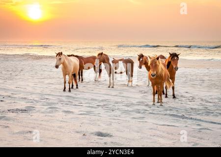 Wilde Ponys (Equus caballus) am Strand bei Sonnenaufgang im Assateague Island National Park, Maryland Stockfoto