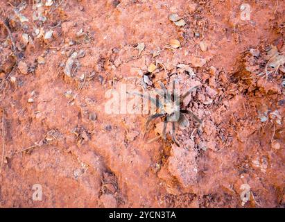 A Desert Tarantula (Aphonopelma iodius) im Zion National Park in Utah Stockfoto