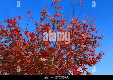 Fächerahorn am Jahresende Rotes Laub eines Fächerahorns im Herbst *** Fächerahorn am Jahresende Rotes Laub eines Fächerahorns im Herbst Stockfoto