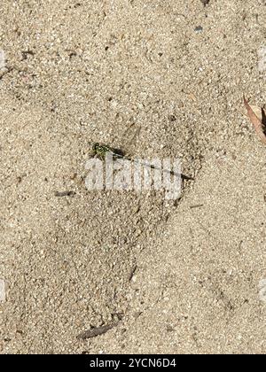 Gelb gestreifter Hunter (Austrogomphus guerini) Insecta Stockfoto