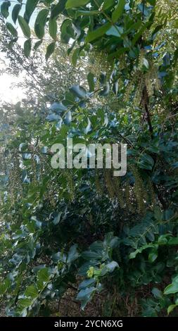 Baum Tutu (Coriaria arborea) Plantae Stockfoto