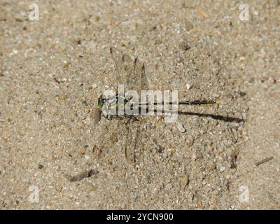 Gelb gestreifter Hunter (Austrogomphus guerini) Insecta Stockfoto