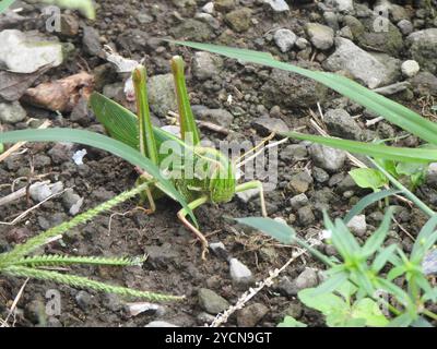 Große grüne Grasshopper (Chondracris rosea) Insecta Stockfoto