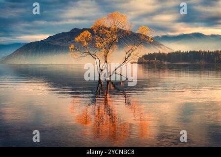 Golden Leaves Wanaka Tree oder Willow Tree mit Berg und Nebel im Herbst am Lake Wanaka, Neuseeland Stockfoto