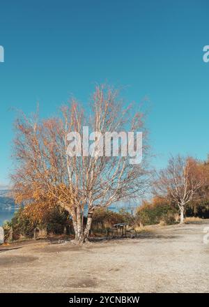 Laubbäume mit Sitzplatz im Herbstpark bei Aussichtspunkt an sonnigen Tagen Stockfoto