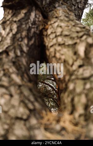 Nahaufnahme der Baumrinde, die Texturen in einer Waldumgebung hervorhebt Stockfoto