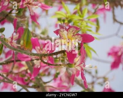 Ceiba Chorisia speciosa, Flaschen- oder Seidenbaum, der auf der Insel Grand Canaria wächst. Tropischer exotischer Baum mit rosa Blüten und Dornen am Stamm. Stockfoto