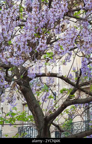 Buch hängen am Baum mit blauen Blüten Frankreich, Paris Stockfoto